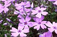 100411-sibasakura.jpg(11813 byte)