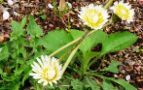 100417-sirobana-tanpopo-m.jpg(6112 byte)