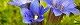 100419-fude-rindou-s.jpg(1637 byte)