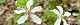 100420-momiji-ichigo-s.jpg(1782 byte)