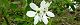 100420-rikyu-bai-s.jpg(1719 byte)