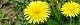 100420-tanpopo-s.jpg(1798 byte)