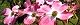 100425-hanamizuki-s.jpg(1883 byte)