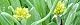 100426-hahakogusa-s.jpg(1639 byte)
