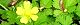 100426-hebi-itigo-s.jpg(1753 byte)
