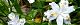 100430-chaga-s.jpg(1795 byte)