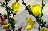 濃緑の枝に黄色い蝶形花のエニシダ。'10.04.30.