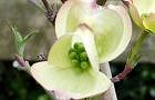 100430-hanami-tubomi.jpg(4133 byte)