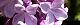 100430-lilac-s.jpg(1658 byte)