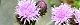 100505-kituneazami-s.jpg(1636 byte)