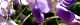 100508-fuji-hana-s.jpg(1744 byte)