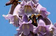 100512-kiri.jpg(8060 byte)