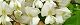 100513-harienjyu-s.jpg(1689 byte)