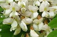 100513-harienjyu.jpg(8543 byte)