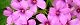 100513-okizarisu-s.jpg(1731 byte)