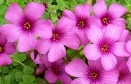 100513-okizarisu.jpg(8453 byte)
