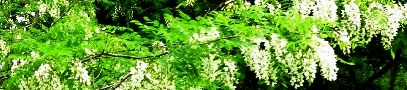 100510-harienjyu-s.jpg(20565 byte)
