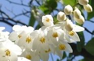 100512-egonoki.jpg(7272 byte)