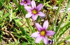 100514-niwa-nurasaki-m.jpg(7856 byte)