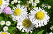 100518-harujion.jpg(10177 byte)