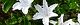 100525-hakucyoge-s.jpg(1798 byte)