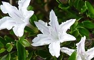 100525-hakucyoge.jpg(8773 byte)