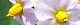 100529-jyagaimo-s.jpg(1516 byte)