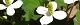 100604-dokudami-s.jpg(1682 byte)