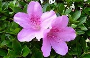 至る所に植えられるサツキ。'10.06.04.