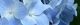 100615-ajisai-ao-s.jpg(1352 byte)