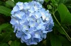 100615-青色の紫陽花。