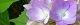 100615-ajisai-s.jpg(1439 byte)