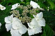 100615-ougaku-m.jpg(8807 byte)