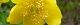 100621-kinsibai-s.jpg(1375 byte)