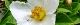 100621-natutubaki-s.jpg(1531 byte)