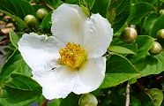 清楚な夏椿。'10.06.21.