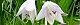 100627-gibousi-s.jpg(1789 byte)