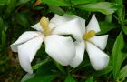 100627-kutinasi-mesibe.jpg(4797 byte)
