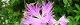 100627-nadesiko-pinc-s.jpg(1700 byte)