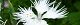 100627-nadesiko-s.jpg(1661 byte)