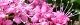 100627-simotuk-s.jpg(1787 byte)