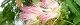 100629-nemunoki-s.jpg(1661 byte)