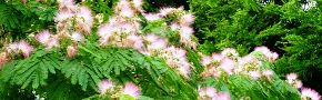 羽毛敷き詰めたような枝。南大沢四季が丘レンガ遊歩道。'10.07.02.