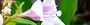 101209-hakoneutuki-s.jpg(1647 byte)