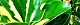 101209-kin-masaki-s.jpg(1874 byte)