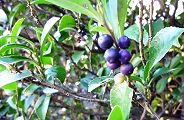 101210-hisakaki.jpg(11758 byte)