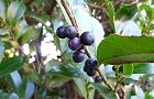 101210-hisakaki2.jpg(6093 byte)