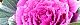 101216-habotan-s.jpg(1759 byte)