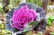 101216-habotan.jpg(12417 byte)