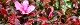 101216-sikisaki-s.jpg(1856 byte)